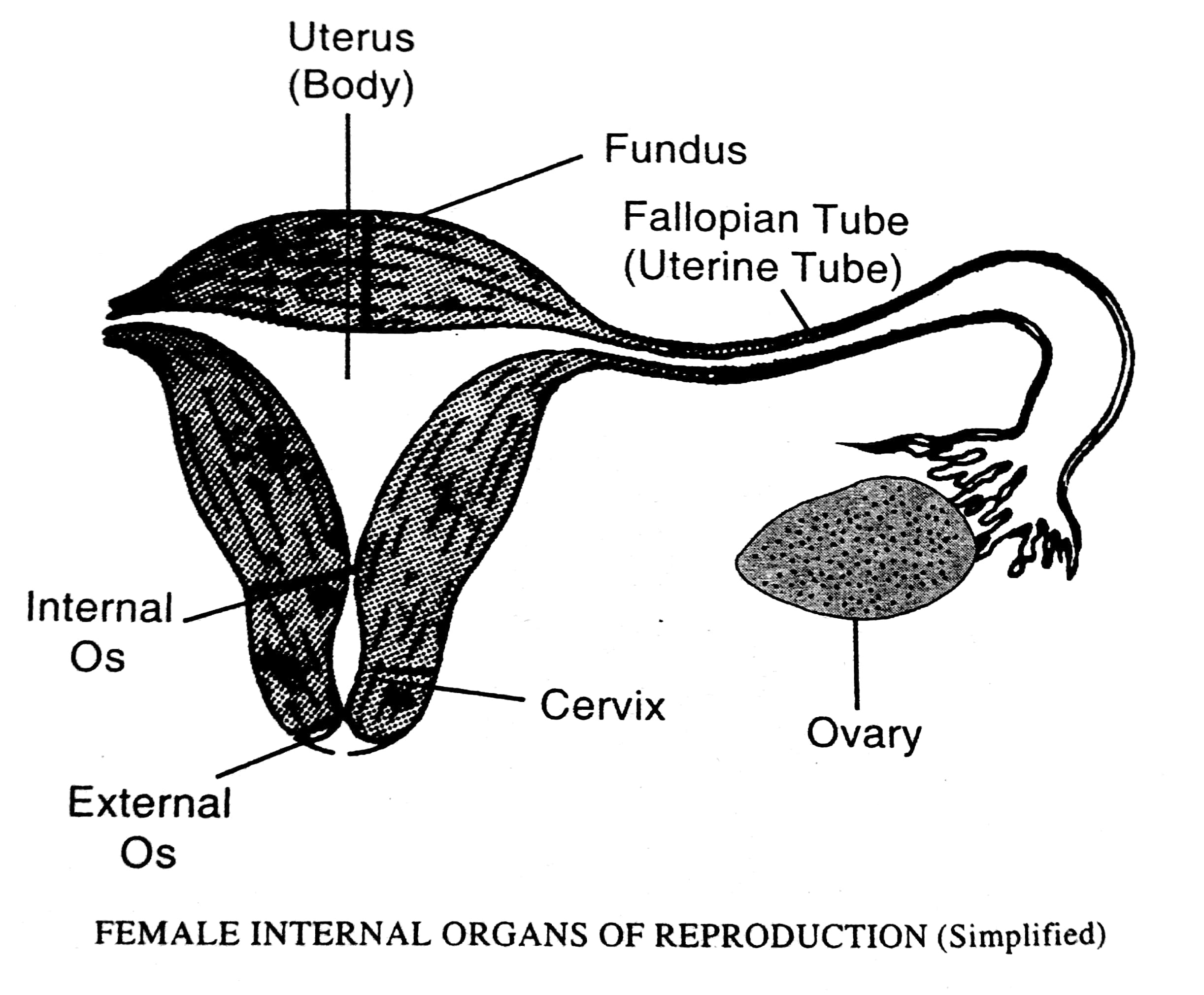 female-internal-organ-pharmahelp