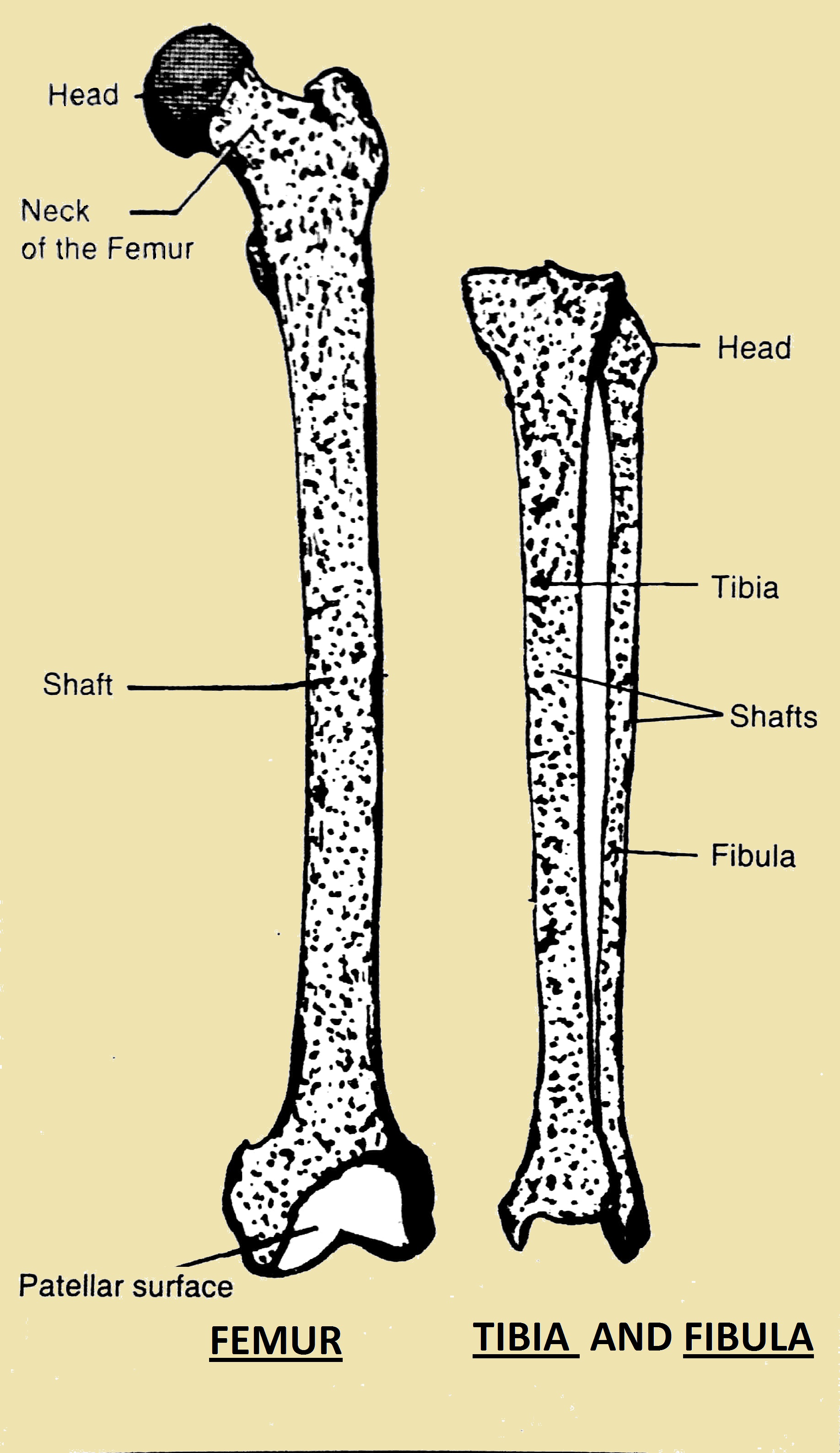 FEMUR & TIBIA – Pharmahelp