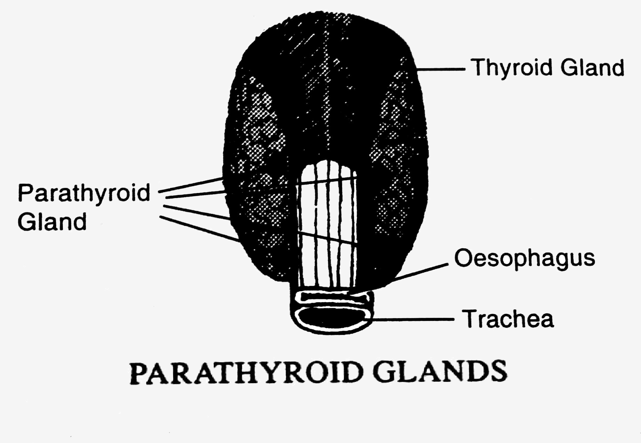 PARATHYROID Gland Pharmahelp parathyroid-gland-pharmahelp