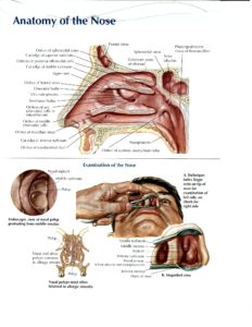 Anatomy And Physiology Of Ear, Nose And Throat - Pharmahelp