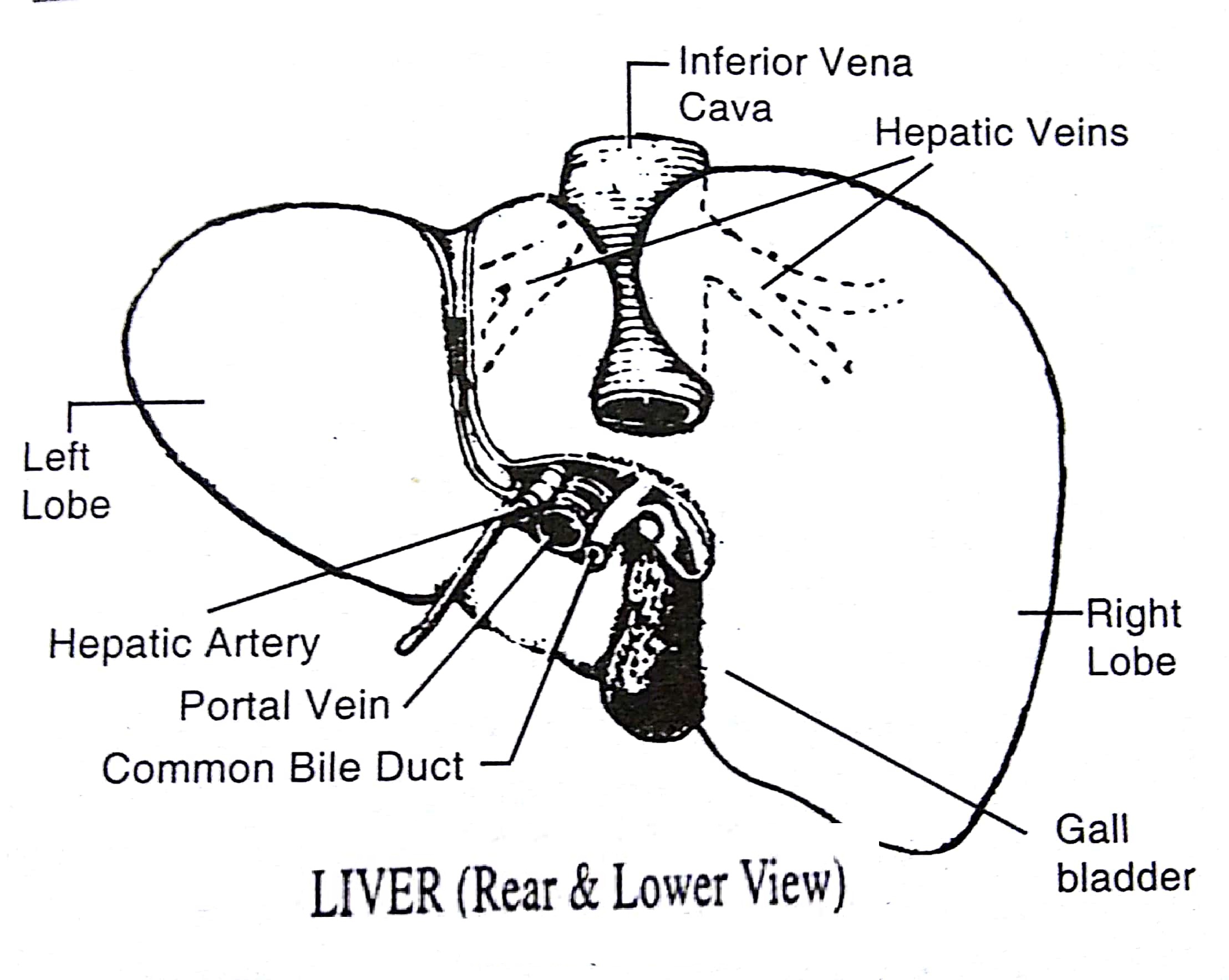 liver – Pharmahelp